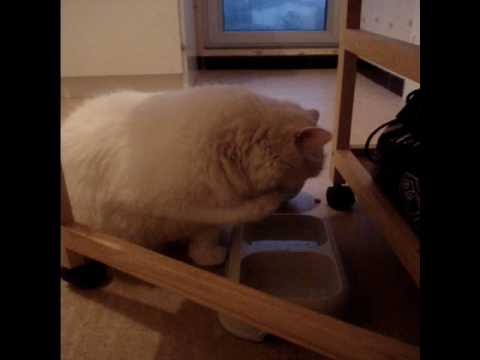 naima, chat precieux.wmv