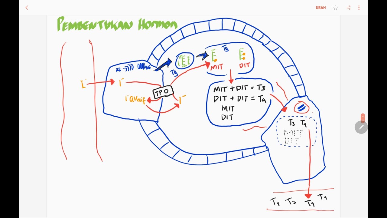 Kelenjar Tiroid 1 : Pembentukan Hormon Tiroid