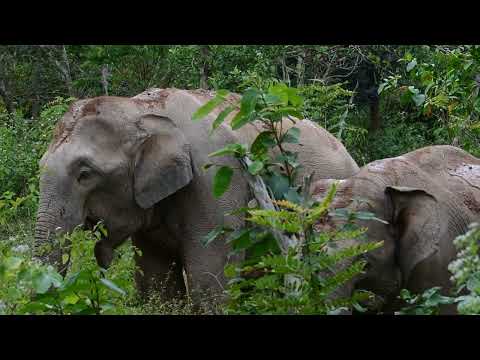 Dinuka safari book now +94741003585 National Park www.dinukasafari.com