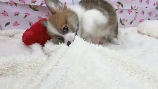 コーギーの動画01