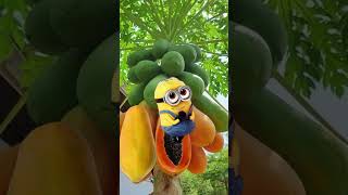Download lagu Oh La Papaya! #shorts #papaya #fruit #nature #trending #cute #sweet mp3