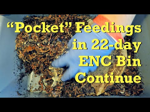 3rd "pocket feeding" in 22-day ENC worm bin - vermicompost