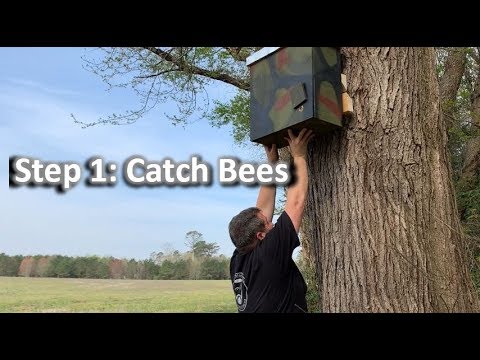 🔵 Step 1: Catch 🐝 Bees - 🤔 Do Bee Swarm Traps Work? 🤔 Teach a Man to Fish