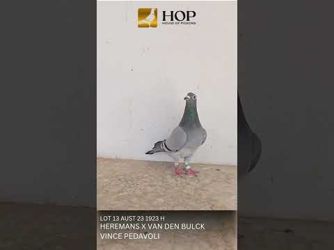 LOT 13 AUST 23 1923 H HEREMANS X VAN DEN BULCK