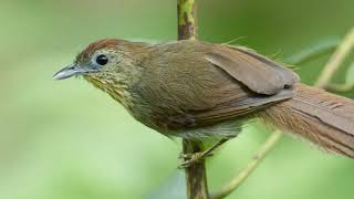 Download lagu Suara Burung Ciung Air Coreng (Pin-Striped Tit-Babbler) mp3