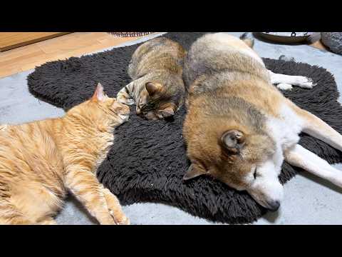 youtube-動物記事1970/01/01 09:00:00