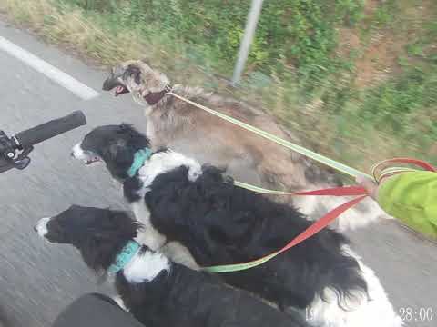 Barzoïs DJDB et VTT - Ride avec Latika OSTH, Nana DJDB et Némésis DU JOYAU DES BOIS - 8 juin 2020