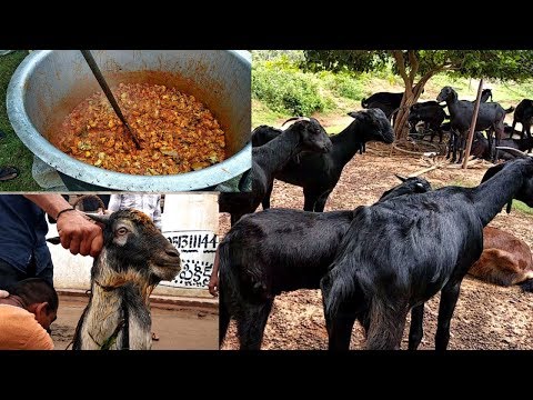 First Time In Youtube - 50 Full Goat Heads Processing In Village Festival - Cooking Lamb Head Curry