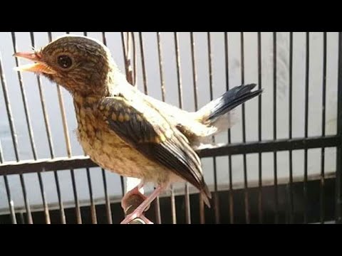 Tledekan Novyj Trend Smotret Onlajn Na Sajte Trendovi Ru