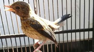 Download lagu tledekan trotolan josss mp3