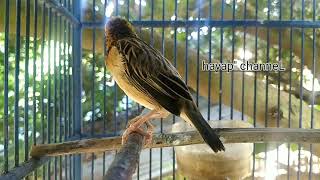 Download lagu cukup putar||burung Manyar ombyokan langsung nyaut mp3 Download lagu cukup putar||burung Manyar ombyokan langsung nyaut mp3