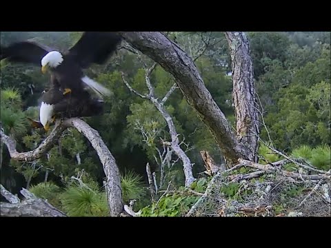 AEF-NEFL ~ Date Night In The Hamlet! Samson & Gabrielle Mating & Closeups! 💕💕10.9.20