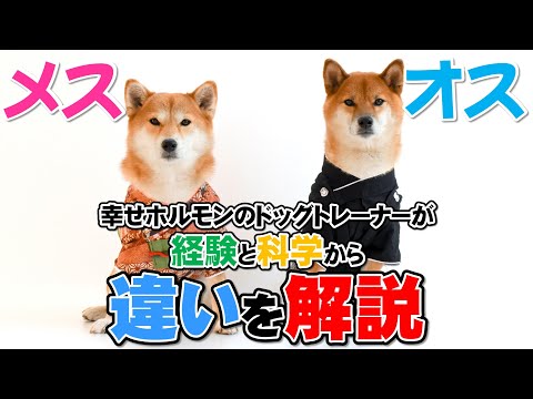 ボーダーコリーのオスとメスの違い