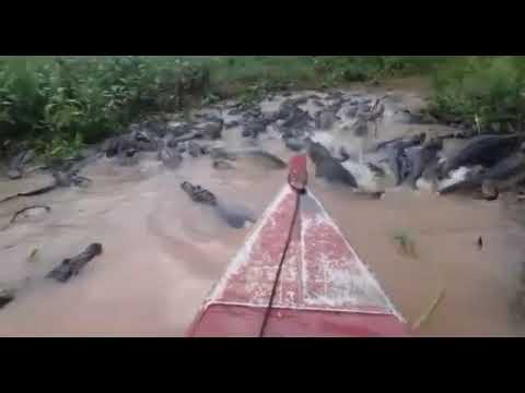 Huge basks of crocodiles in Indonesia making way for boat