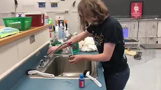 Cleaning a Reptile Cage