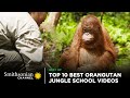 Top 10 Best Orangutan Jungle School Videos Smithsonian Channel