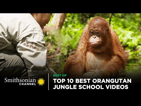 Top 10 Best Orangutan Jungle School Videos 🤩 Smithsonian Channel
