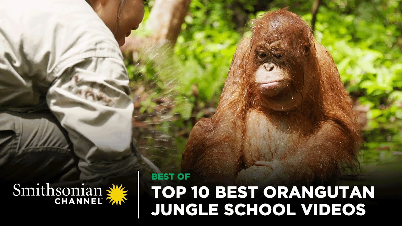 Top 10 Best Orangutan Jungle School Videos 🤩 Smithsonian Channel
