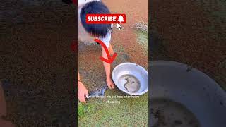 Download lagu Full Eel Trap! Nature’s Way of Fishing mp3