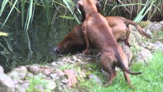 preview picture of video 'A dog puts his head into water :) HD1080p / Jamnik wkłada głowę do wody :) HD1080p'