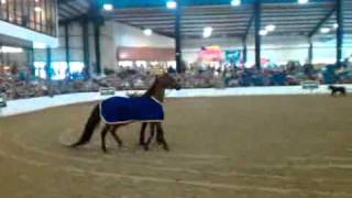 preview picture of video 'Breyerfest 2010 Opening Ceremony with All Glory'