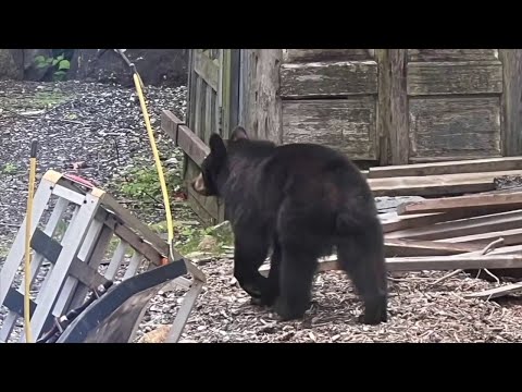 New Jersey Bear Hunt