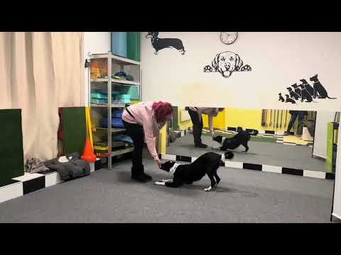 Alap trükkök kutyáknak, meghajlás