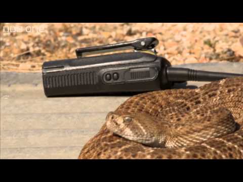 Richard Hammond talks to a rattlesnake - Richard Hammond's Miracles of Nature - BBC
