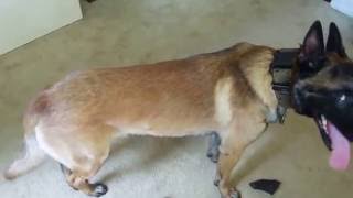 M1-K9 Collar for Belgian Malinois