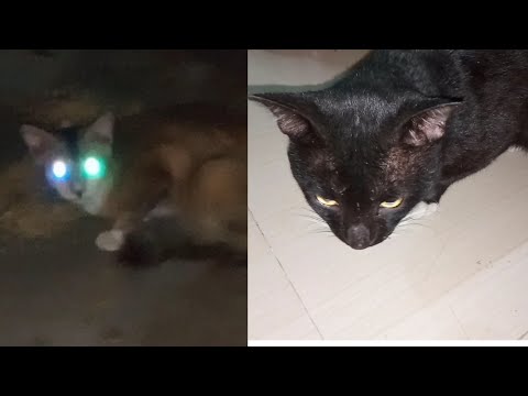 Baby Cats🐈- Cute cat Compilations 2022 #shorts #cat