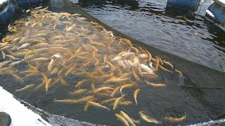 Рыбалка в савельево 1 форум последняя страница