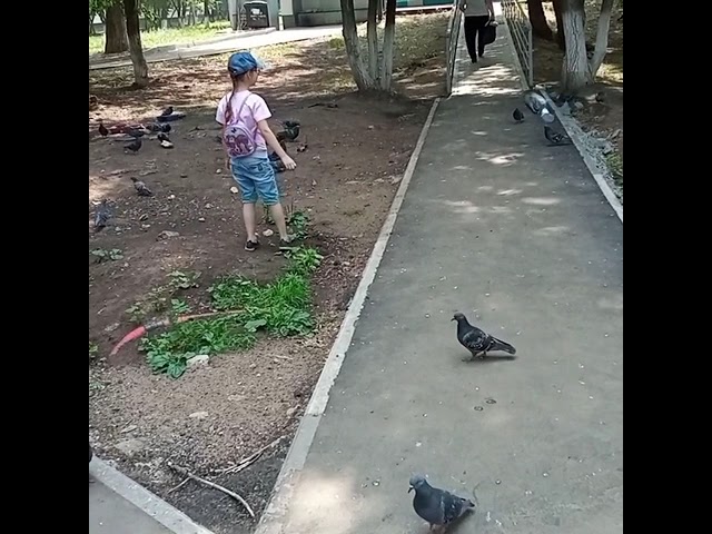 Асылъяр белән кошлар өйрәнәбез: күгәрчен