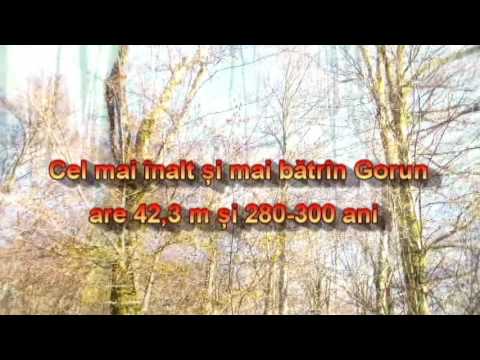 Bârzava  Rezervația Runcu Groși