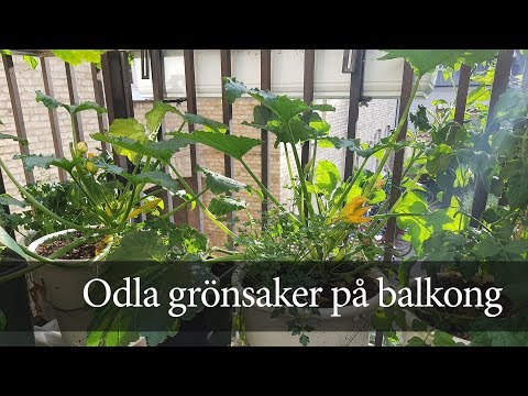 Balkongodling 2017 - Hemmaodlat