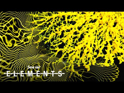 How Slime Mold Is Helping Us Map the Universe’s Dark Matter