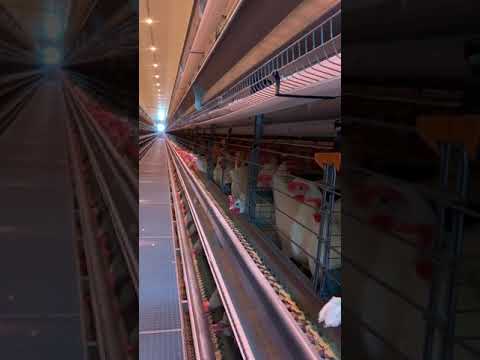 【陳秋池畜牧場】貂蟬草本機能蛋 - 白蛋+紅蛋各1箱 【陳秋池畜牧場】貂蟬草本機能蛋 - 白蛋+紅蛋各1箱