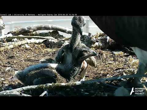 Osprey Chicks Vocalize, Spar In The Nest – June 20, 2018