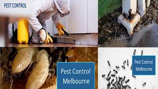 Commercial Pest Control in Melbourne