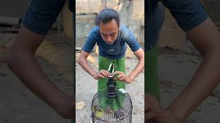 Download lagu Birdcages often get infested with ants? Just use this trick #bird #birdenthusiast #qinarabanyuwangi mp3