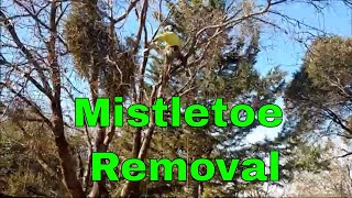 Mistletoe Removal in Tree Work