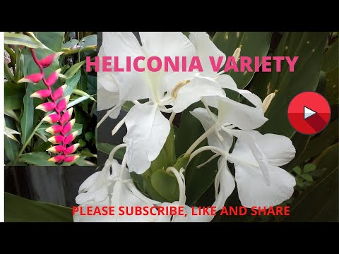 Eco plants, Heliconia plants