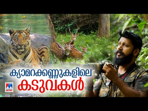 കടുവകളെ ക്യാമറക്കണ്ണിലാക്കി ഷാജി മതിലകം; അപൂര്‍വ ദൃശ്യങ്ങള്‍| Shaji Mathilakam | Tiger