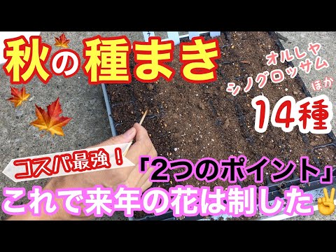 9月に菜園にどの種を蒔くべきか