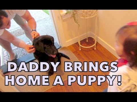 Daddy brings home a Puppy! - May 20, 2014 - itsJudysLife Daily Vlog