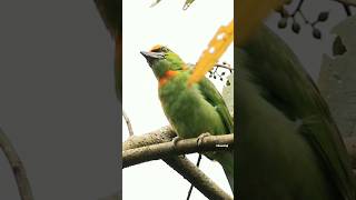 Download lagu Kicau Burung Takur tohtor Di alam liar - #takur_tohtor #psilopogon_armillaris #flame_fronted_barbet mp3