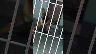 Video preview image #1 German Shepherd Dog Puppy For Sale in Pasadena, CA, USA