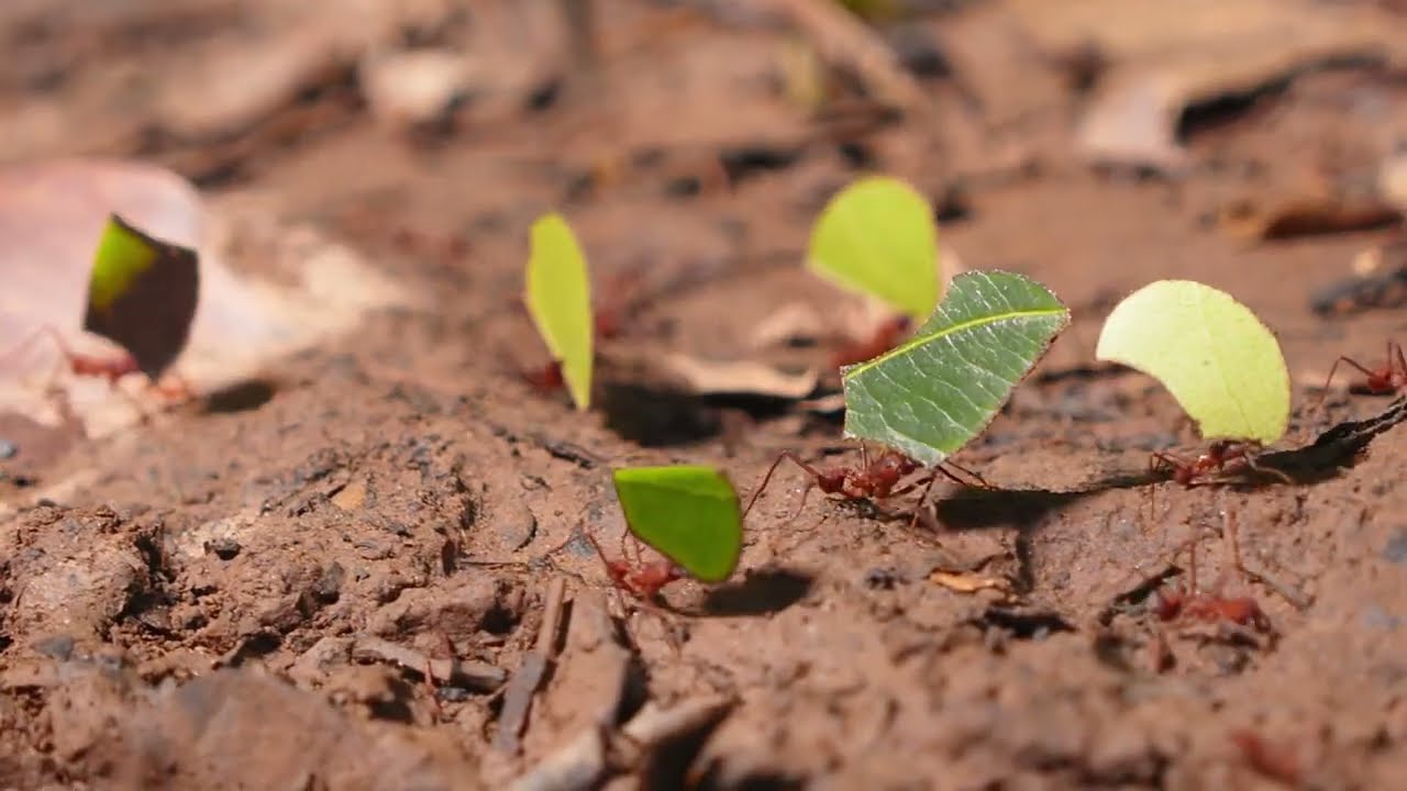 TUTORIAL DA CAIXA DE FERRAMENTAS PARA A GESTÃO DA ÁGUA NA AMAZÔNIA