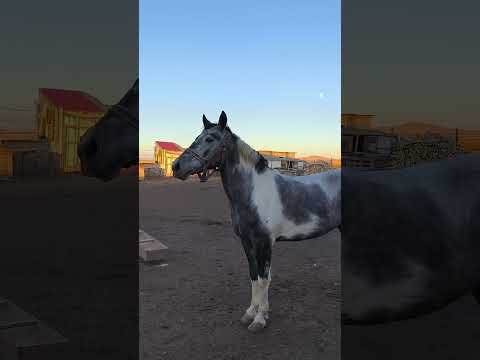 Türk arap atı 🐎 #çiftlik #arabhorse #arabianhorseshow
