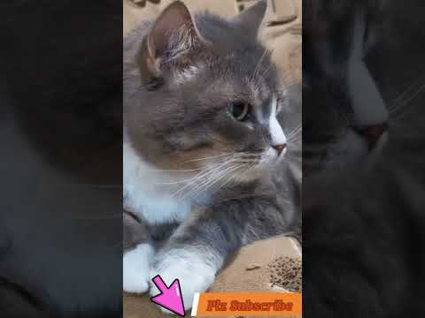 Video No.218   #Shorts #Adeel #Collection