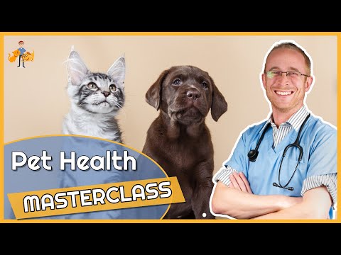 Pet Health Optimization (essential dog + cat care tips) - Live Masterclass